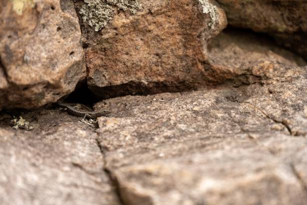 istock Close-up shot of a Cryptoblepharus among some rocks 1490139473