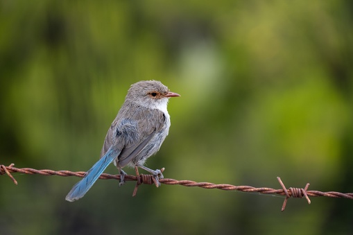 A close-up shot of a cute blue-feathered bird perched atop a barbed wire fence