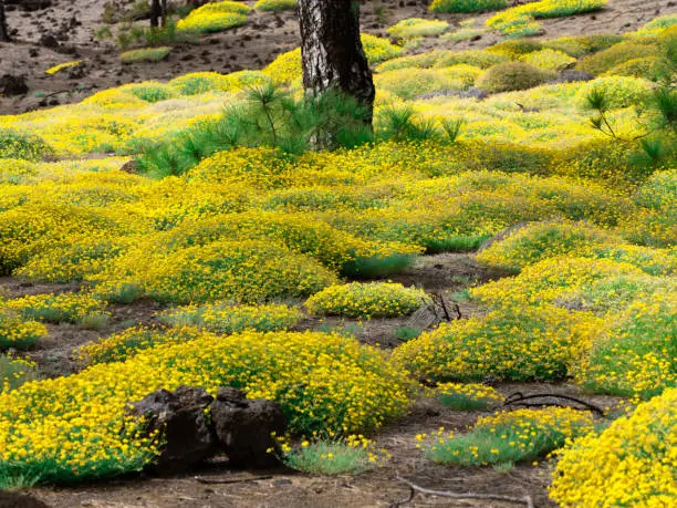 Yellow flowers lydia genista in Teide national park in Tenerife Canary islands