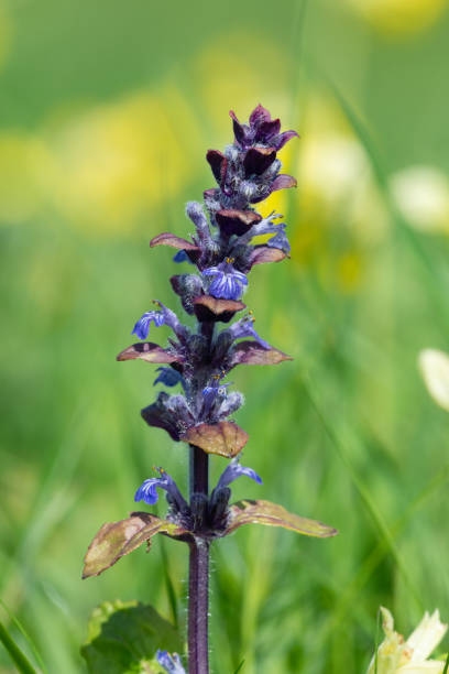 flor de bugle (ajuga reptans) - ajuga fotografías e imágenes de stock