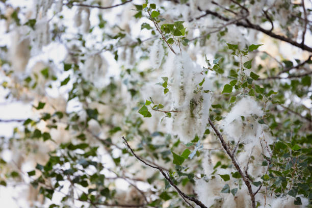 bild von pappelsamen an den zweigen. - planting tree poplar tree forest stock-fotos und bilder