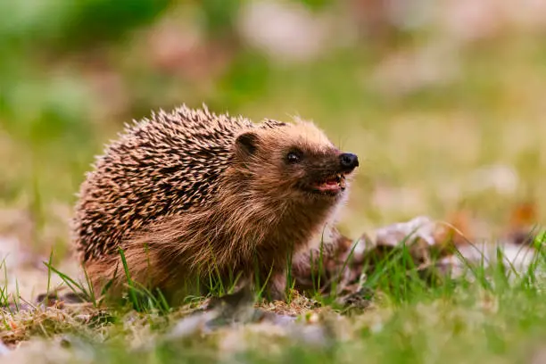 European hedgehog (Erinaceus europaeus) sniffing the air searching for food in the grass.