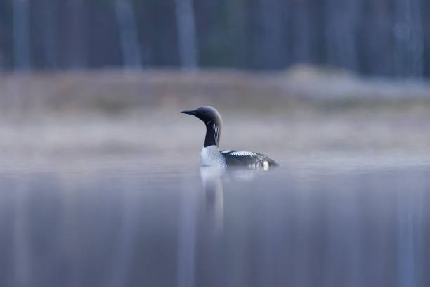 Black-throated loon, arctic loon or black-throated diver (Gavia arctica) swimming in a misty lake in spring morning. Black-throated loon, arctic loon or black-throated diver (Gavia arctica) swimming in a misty lake in spring morning. arctic loon stock pictures, royalty-free photos & images