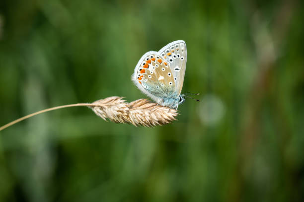 istock Common Blue butterfly resting on a dried grass stalk 1490142668