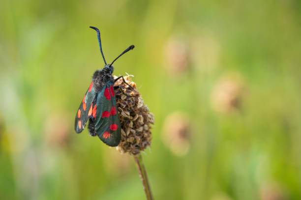 istock Six-spot burnet moth viewing from a dried seed head 1490142692