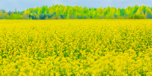 Rapeseed field. Yellow rape flowers. Farm.