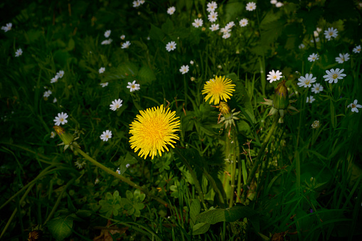 Close-up of seeds coming out from dandelion flower.