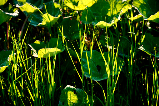Close-up of plants in ditch in springtime. Back lit green plants.