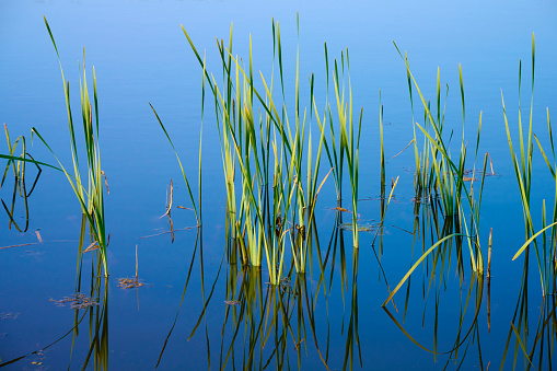 backyard garden pond with green plant