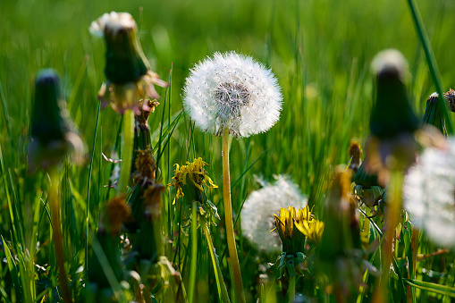 Field with wildlife vegetation. Springtime