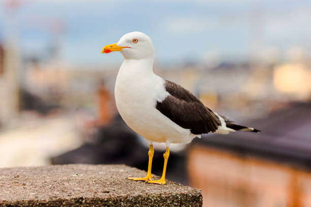 чайка. чайка. морская птица. стокгольм. швеция - herring gull стоковые фото и изображения