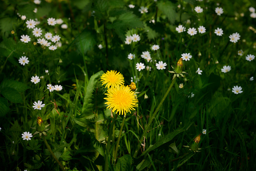 A lot of blooming dandelion flowers in green grass. Directly above shot. Nature background.