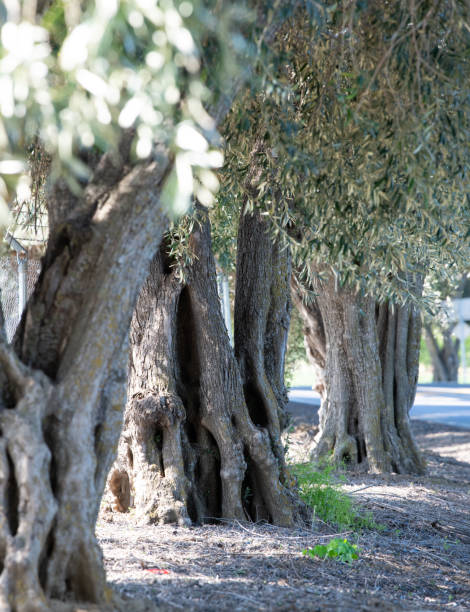 оливковые деревья в уинтерсе, калифорния - olive tree olive oil tree california стоковые фото и изображения