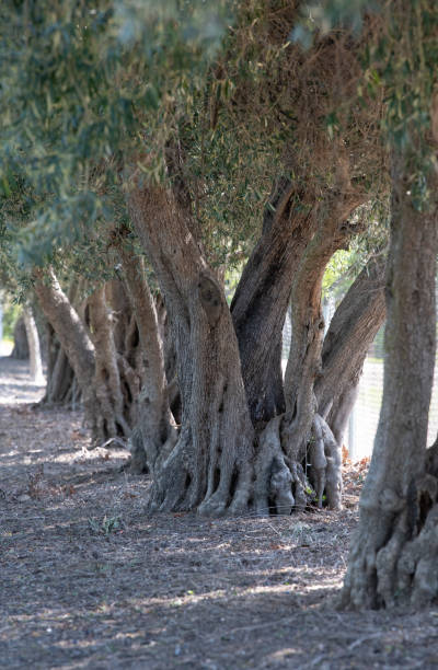 оливковые деревья в уинтерсе, калиф�орния - olive tree olive oil tree california стоковые фото и изображения