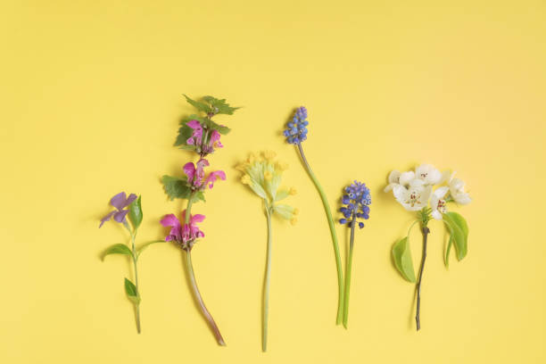 istock Flat lay from spring flowers on a yellow background. View from above, copy space. Beautiful floral pattern. 1490144835