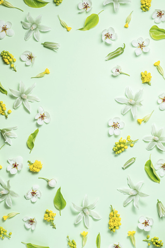 Flower arrangement of spring flowers on light green background for advertising and sale of cosmetic products. Flat lay, top view, copy space. Beautiful frame e spring flowers in pastel colors