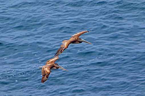 two brown pelican's in flight