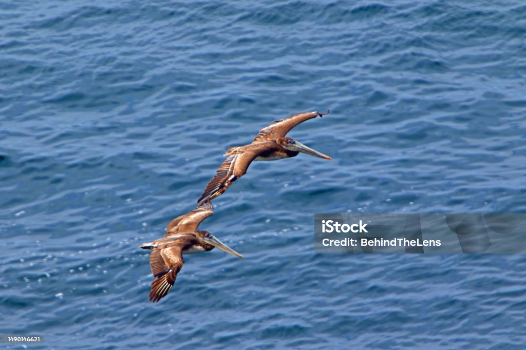 Two Brown pelicans two brown pelican's in flight Animal Stock Photo