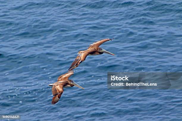 Two Brown Pelicans Stock Photo - Download Image Now - Animal, Animal Body Part, Animal Wildlife