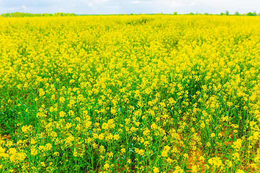 Rapeseed field. Yellow rape flowers. Farm.