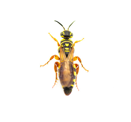 Large black and yellow wasp - Myzinum maculatum - female in great detail throughout isolated on white background. This species is used as a biological control of turf grass pests top dorsal view