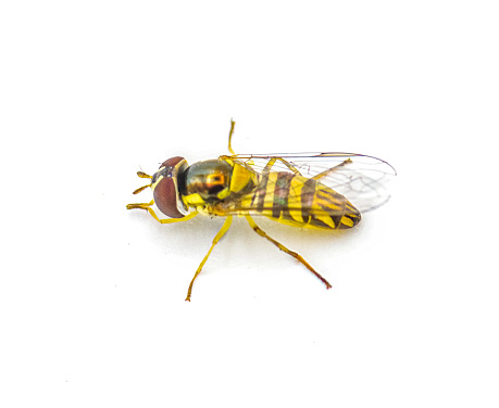 oblique streaktail Syrphid fly - Allograpta obliqua - a common North American species of hoverfly. Hoverflies, flower flies, are the insect family Syrphidae isolated on white background side top profile