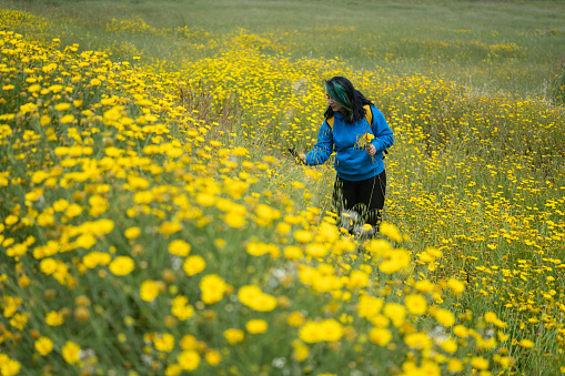 Full length photo of woman in blue sweater picking wild yellow daisy flowers in nature. Shot under daylight in outdoor.