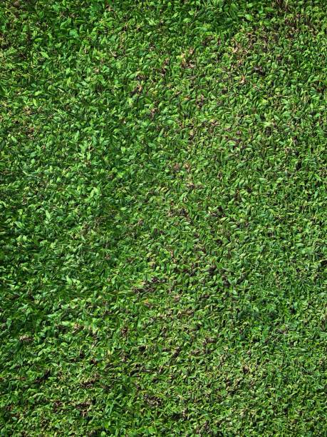 istock Green and fresh grass growth well in the backyard 1490156046