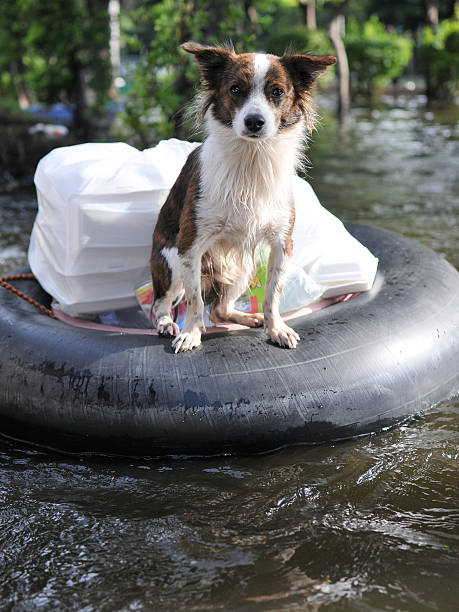 A dog standing in a life saver at a river stock photo