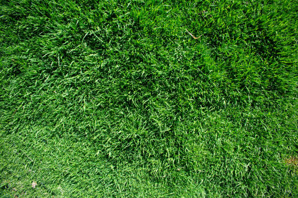 istock Green background texture. Golf course or soccer field. 