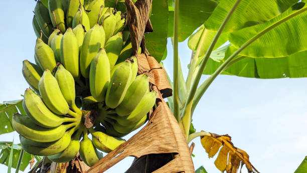 istock The bunch of bananas hanging from the tree 1490159871