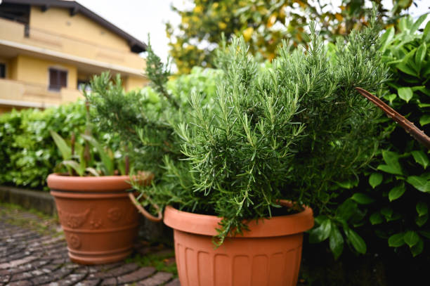 istock rosemary grows outdoors in a flower pot in a garden. 1490171200