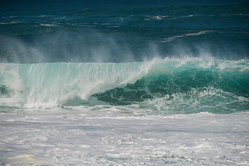 Large blue cresting wave standing tall in the open ocean on a sunny day with Albatros bird of prey flying past.