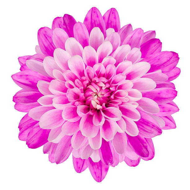 istock Pink Chrysanthemum Flower Isolated on White Background 149017357