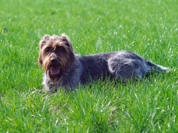 happy dog relaxing in grass dog laying in high grass deutsch drahthaar stock pictures, royalty-free photos & images