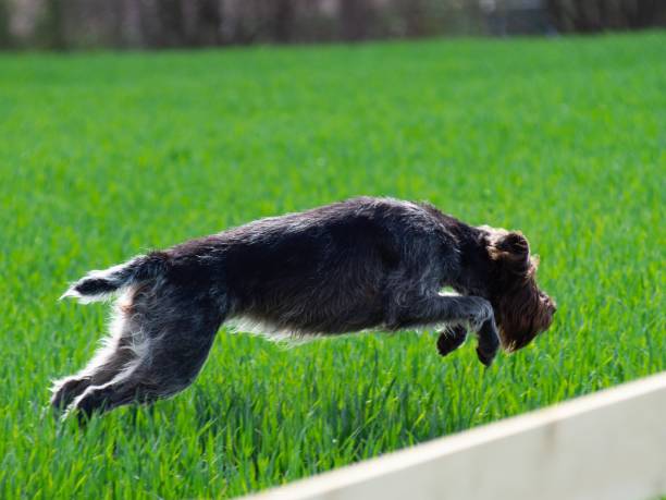 dog makes high long jump dog jumping across grass, long jump deutsch drahthaar stock pictures, royalty-free photos & images