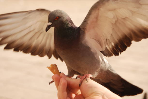 istock Pigeon flapping wings on a hand. Pigeon closeup. 1490176903