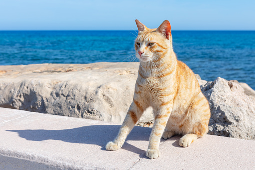 Ginger cat standing on the coast . Lonely cat at seaside