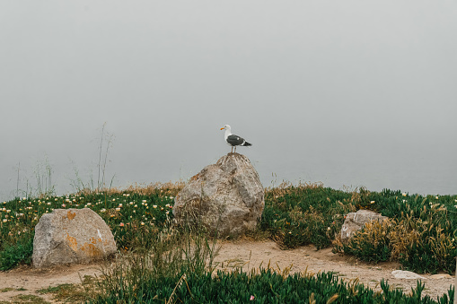 Rocky beach and seagull sitting on a cliff top on a foggy overcast day, California coastline