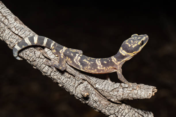 istock Inland Marbled Velvet Gecko 1490178556