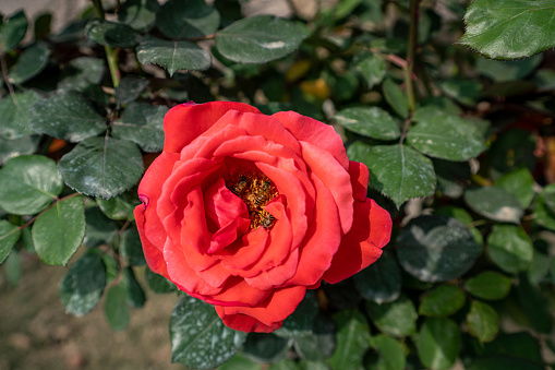 Beautiful red rose and bee insect in flower garden