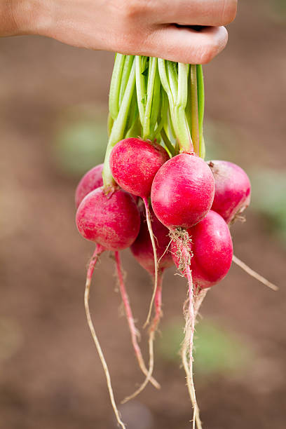 istock Fresh organic radish in woman's hand 149018276