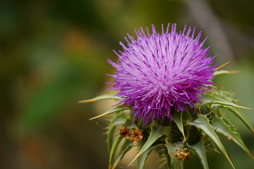 A macro image of a Milk Thistle.