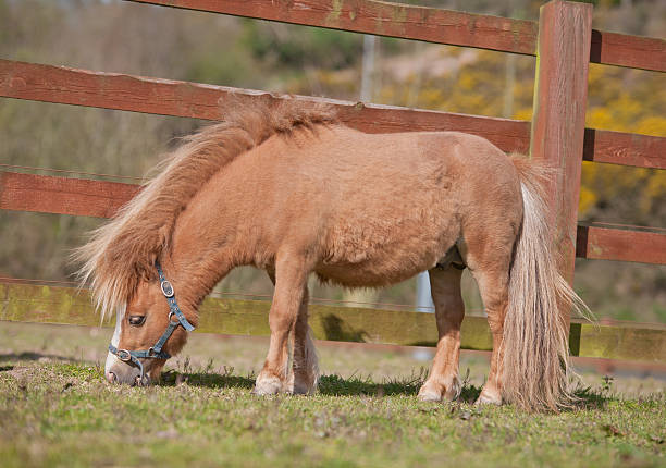 istock American Miniature Horse 149019672