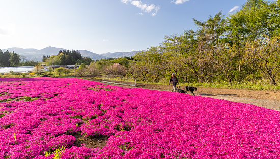 A woman with her dogs small in the frame along a wide field of pink flowers and contrasting blue sky.
