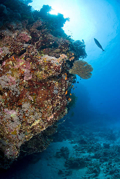 istock Colorful tropical coral scene in shallow water. 149019868