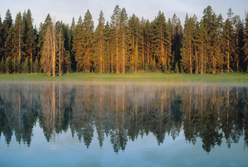 Glossy water on Yellowstone Lake make the Lodgepole Pine reflect.