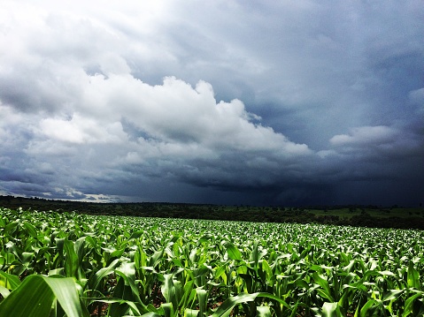 corn crop in brazil tropical
