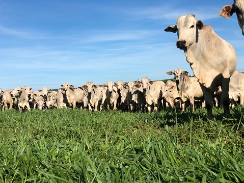 intensive beef cattle grass on tropical climate