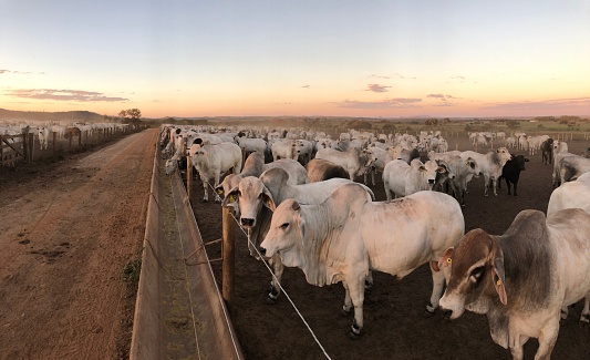 feedlot intensive production system beef cattle